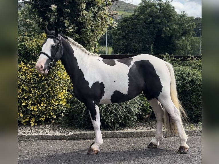 Classic Pony Merrie 6 Jaar 138 cm Gevlekt-paard in Down