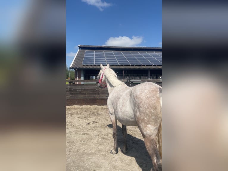 Classic Pony Merrie 6 Jaar Blauwschimmel in Nijkerk