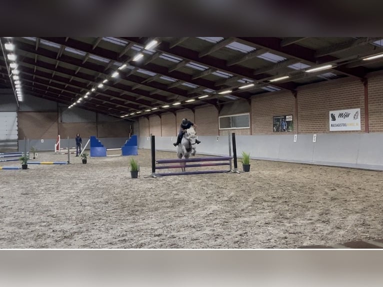 Classic Pony Merrie 6 Jaar Blauwschimmel in Nijkerk