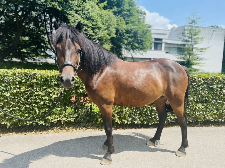 Classic Pony Merrie 7 Jaar 125 cm Donkerbruin in Dietikon