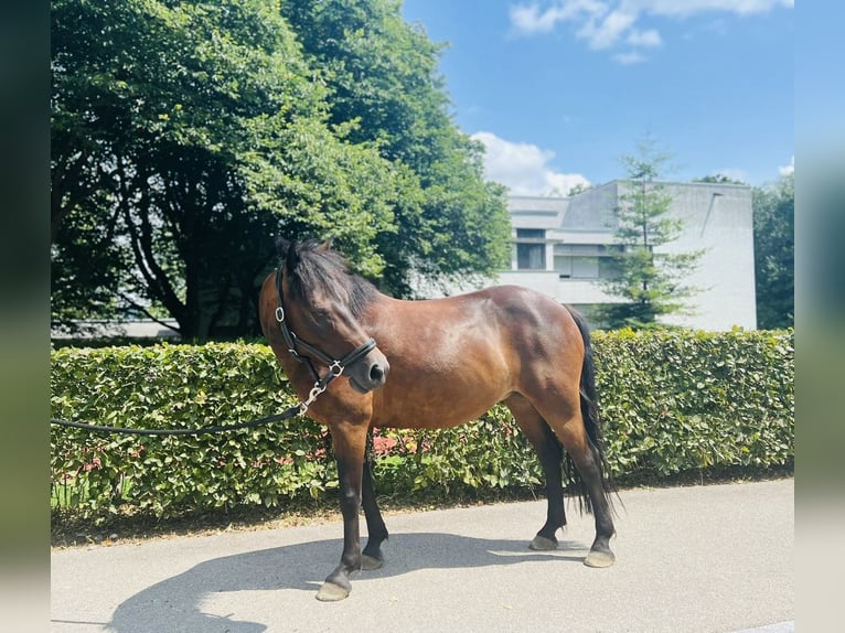 Classic Pony Merrie 7 Jaar 125 cm Donkerbruin in Dietikon