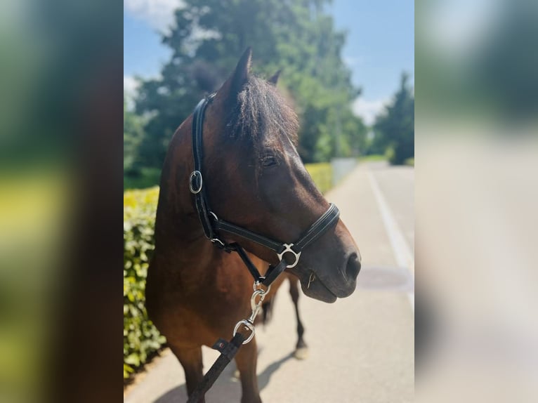 Classic Pony Merrie 7 Jaar 125 cm Donkerbruin in Dietikon