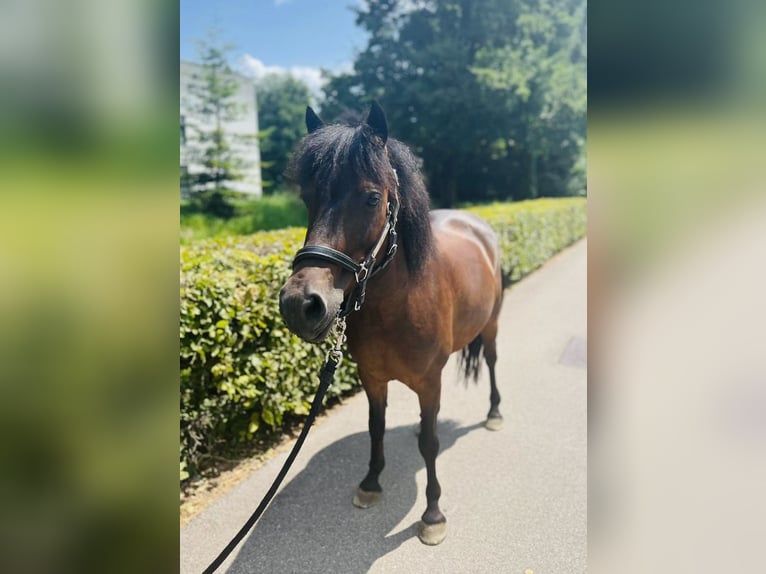 Classic Pony Merrie 7 Jaar 125 cm Donkerbruin in Dietikon