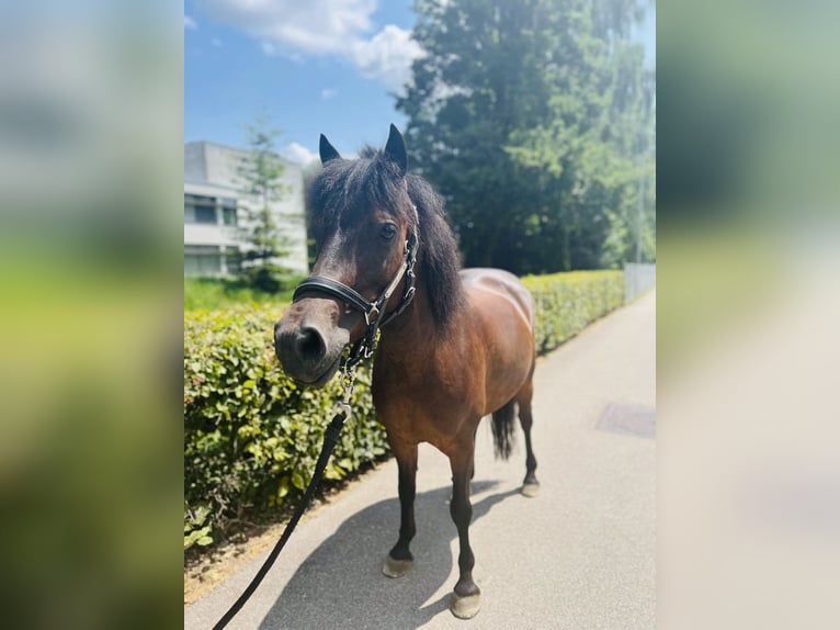 Classic Pony Merrie 7 Jaar 125 cm Donkerbruin in Dietikon