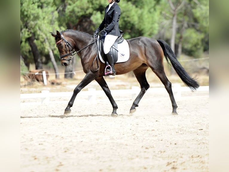 Classic Pony Mix Merrie 7 Jaar 141 cm Donkerbruin in Villaviciosa De Odon