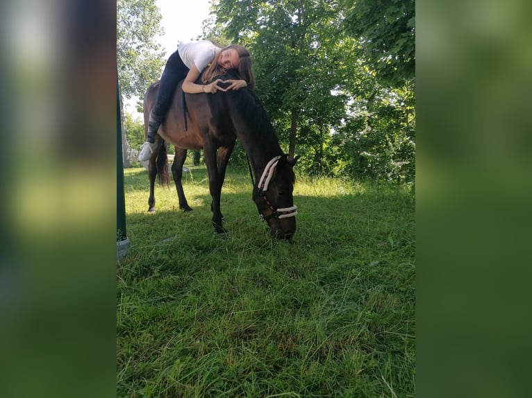 Classic Pony Merrie 7 Jaar 147 cm Bruin in Uttendorf