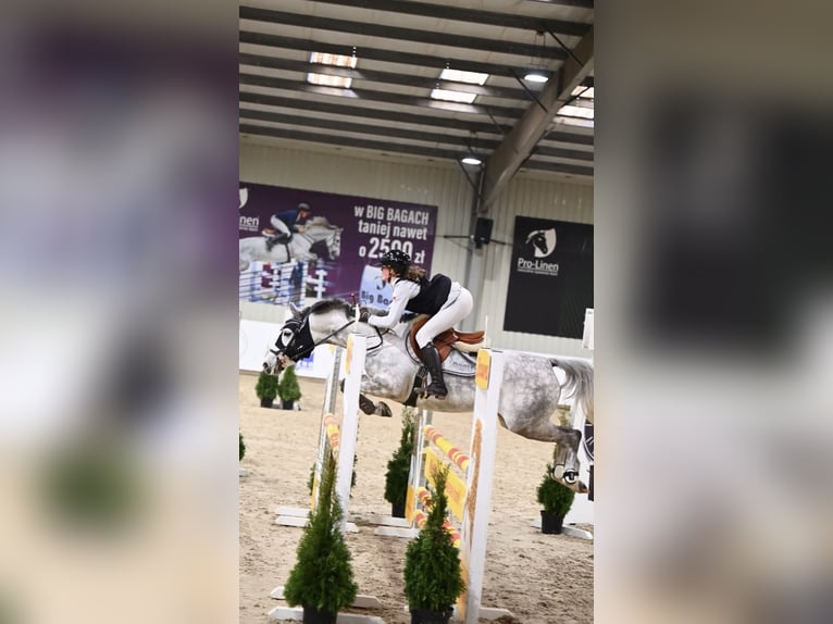 Classic Pony Merrie 7 Jaar 148 cm Schimmel in Myślenice
