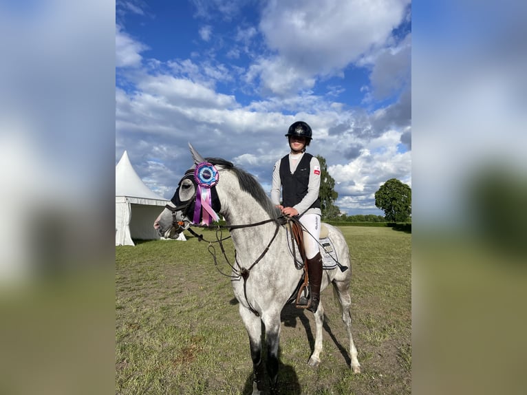 Classic Pony Merrie 7 Jaar 148 cm Schimmel in Myślenice