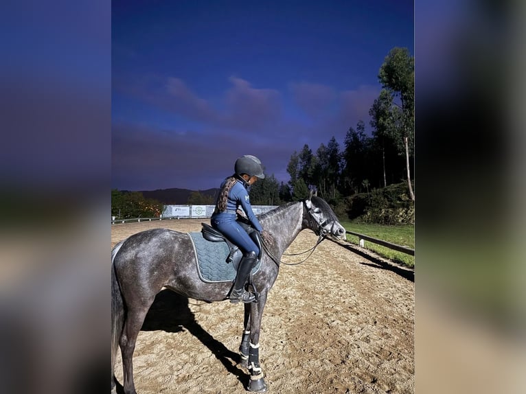 Classic Pony Merrie 8 Jaar 135 cm Appelschimmel in Silleda (Casco Urbano)