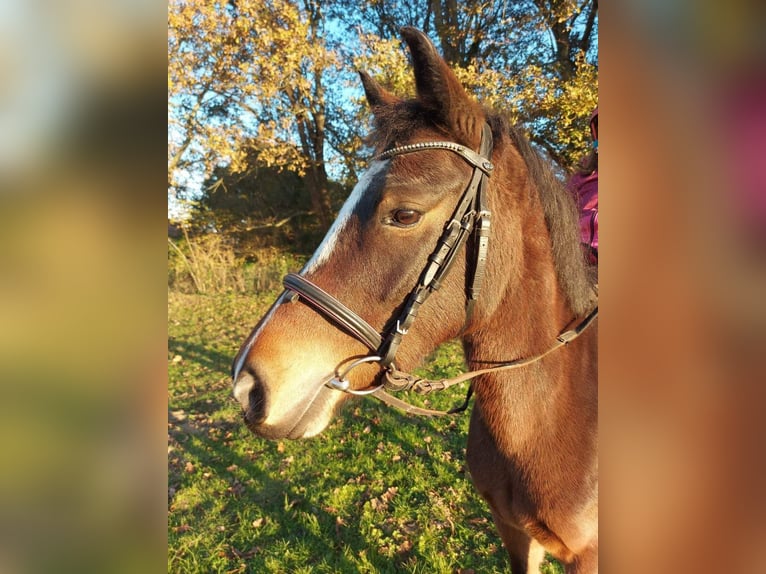 Classic Pony Mix Merrie 8 Jaar 137 cm Donkerbruin in Tosse