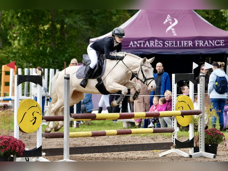 Classic Pony Merrie 8 Jaar 144 cm Cremello in Jelgava