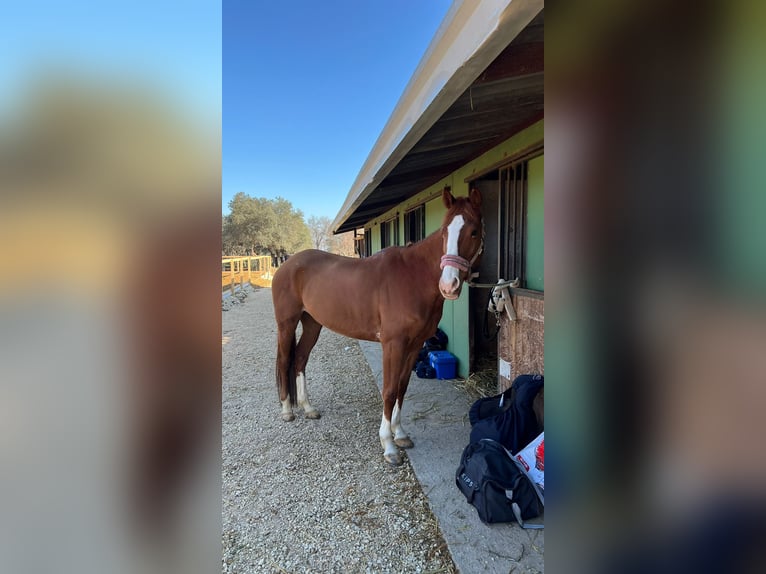 Classic Pony Merrie 8 Jaar 147 cm Vos in Chieti