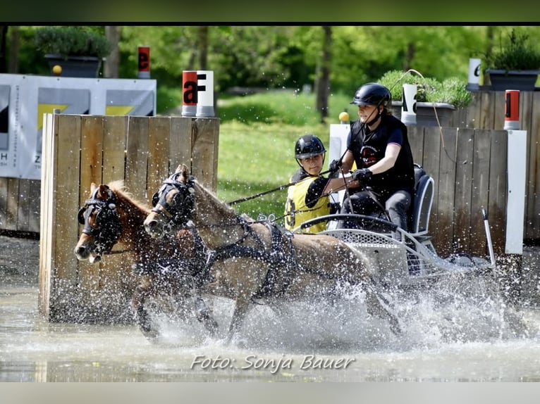 Classic Pony Mix Merrie 9 Jaar 105 cm Vos in Mäder