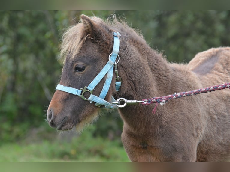 Classic Pony Merrie veulen (01/2024) 110 cm Donkerbruin in Aitrang