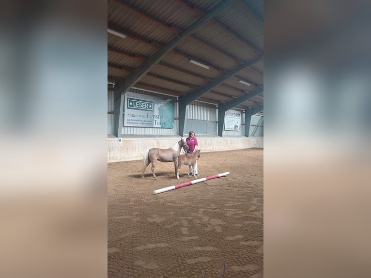 Classic Pony Ogier 1 Rok 110 cm  in Nessetal