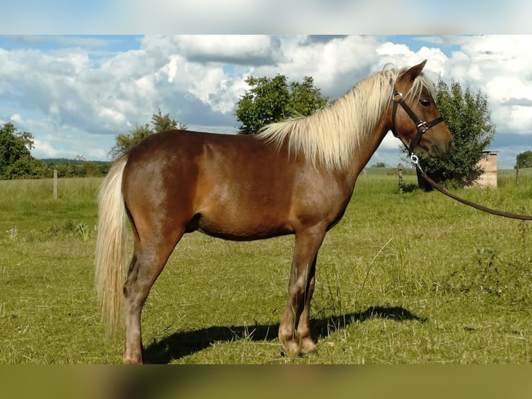 Classic Pony Ogier 1 Rok 110 cm  in Nessetal