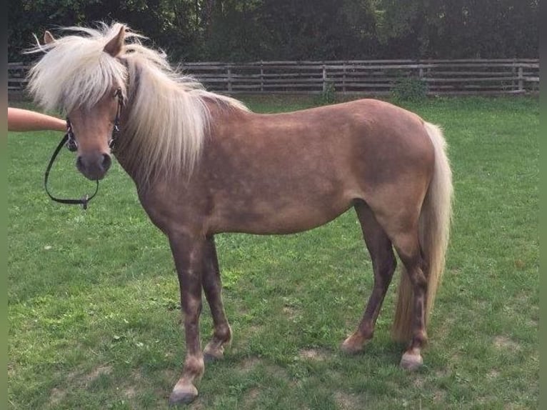 Classic Pony Ogier 1 Rok 113 cm Ciemnokasztanowata in Aitrang