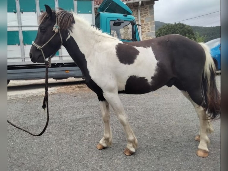 Classic Pony Ogier 3 lat 125 cm Srokata in Zurbao