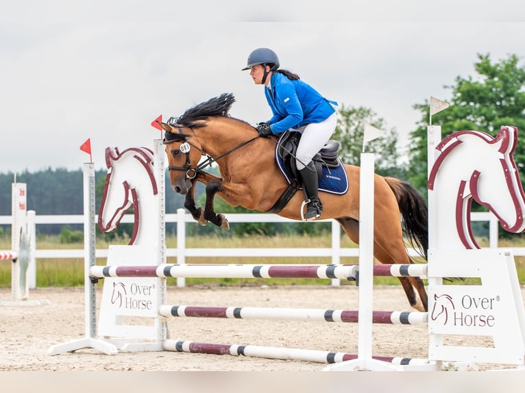 Classic Pony Ogier 6 lat 148 cm Jasnogniada in Nowe  Miasteczko