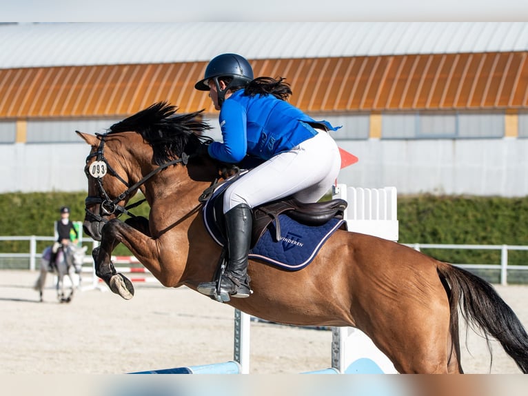 Classic Pony Ogier 6 lat 148 cm Jasnogniada in Nowe  Miasteczko