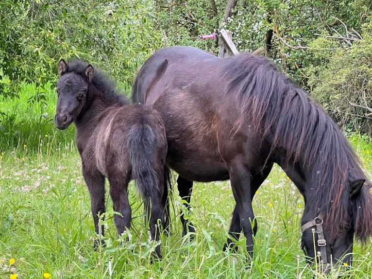 Classic Pony Ogier  110 cm Tarantowata in Grimmen
