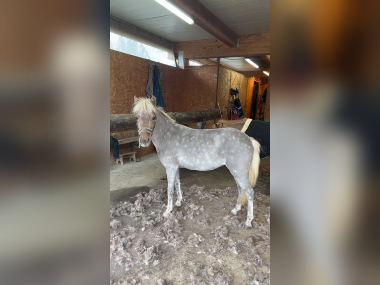 Classic Pony Mix Onbekend 9 Jaar 104 cm Vos in Mäder