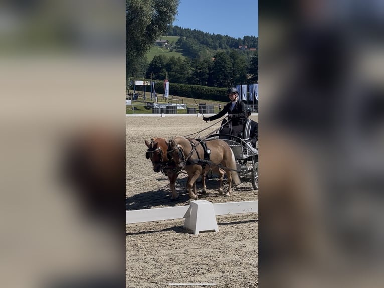 Classic Pony Mix Onbekend 9 Jaar 104 cm Vos in Mäder