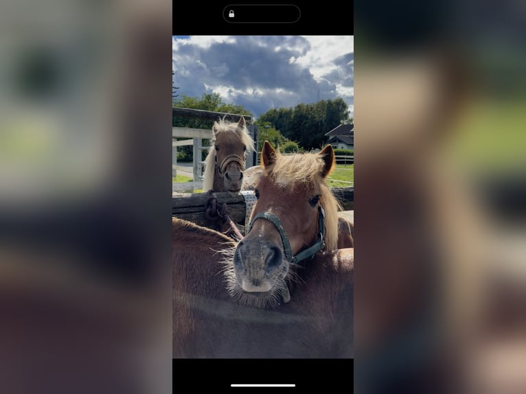 Classic Pony Mix Onbekend 9 Jaar 104 cm Vos in Mäder