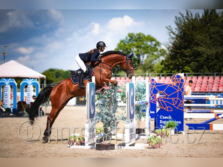 Classic Pony / Pony Classico Castrone 10 Anni 171 cm Baio in Pardubice