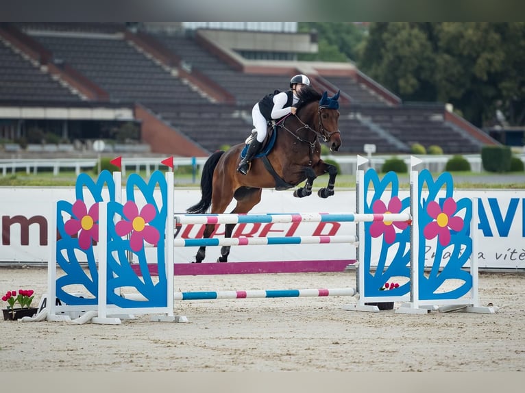 Classic Pony / Pony Classico Castrone 10 Anni 178 cm Baio in Brno