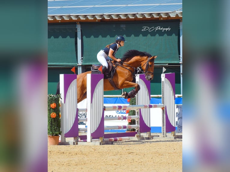 Classic Pony / Pony Classico Castrone 11 Anni 165 cm Baio in Berndorf bei Salzburg
