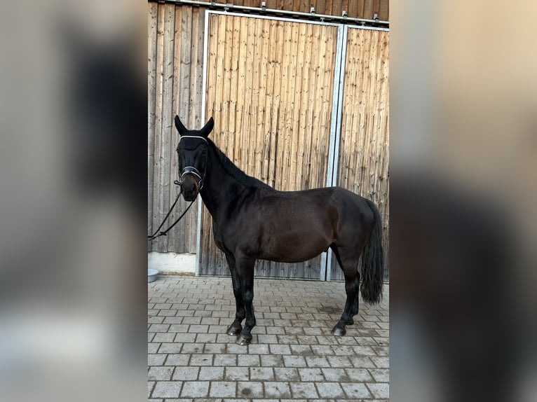 Classic Pony / Pony Classico Castrone 13 Anni 154 cm Baio nero in Aßling