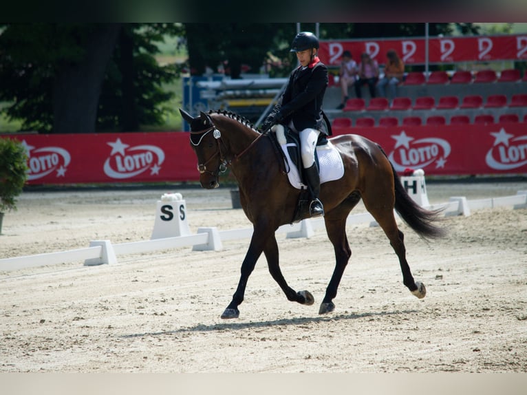 Classic Pony / Pony Classico Castrone 13 Anni 175 cm Baio scuro in Všetice