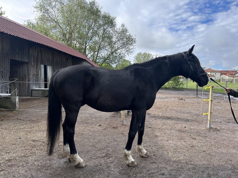 Classic Pony / Pony Classico Castrone 14 Anni 167 cm Morello in Petershausen