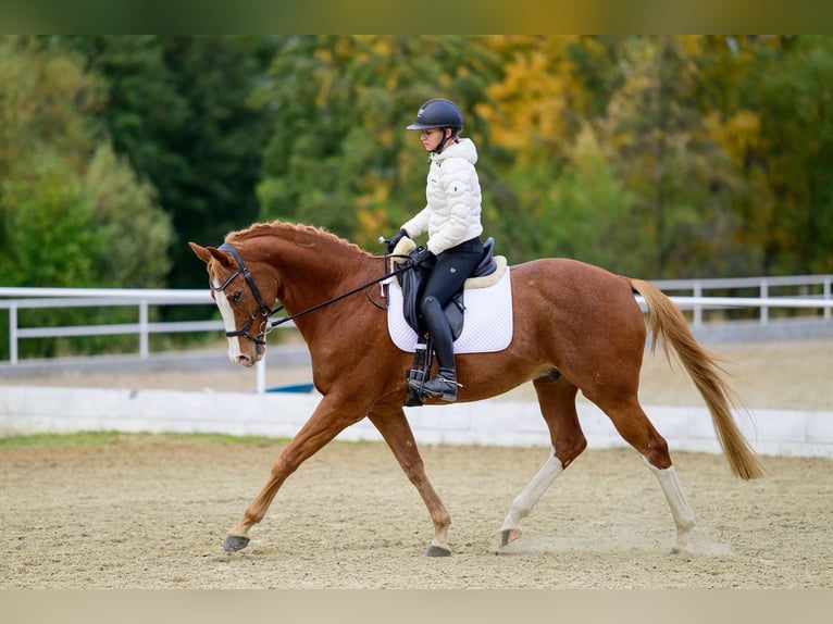 Classic Pony / Pony Classico Castrone 14 Anni 167 cm Sauro scuro in Krom&#x11B;&#x159;&#xED;&#x17E;