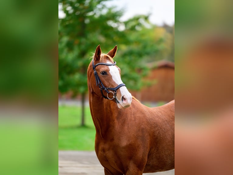 Classic Pony / Pony Classico Castrone 14 Anni 167 cm Sauro scuro in Krom&#x11B;&#x159;&#xED;&#x17E;