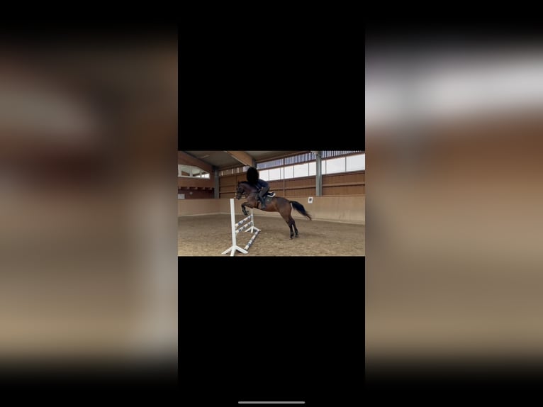 Classic Pony / Pony Classico Castrone 15 Anni 162 cm Baio in Poppenricht