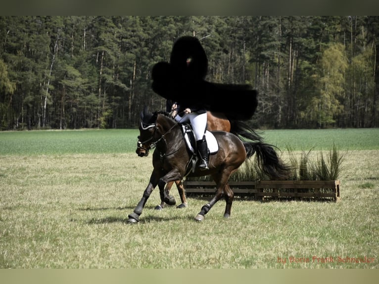 Classic Pony / Pony Classico Castrone 15 Anni 162 cm Baio in Poppenricht