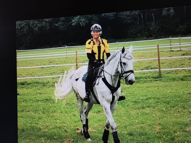 Classic Pony / Pony Classico Castrone 15 Anni 165 cm Grigio in Haldenwang