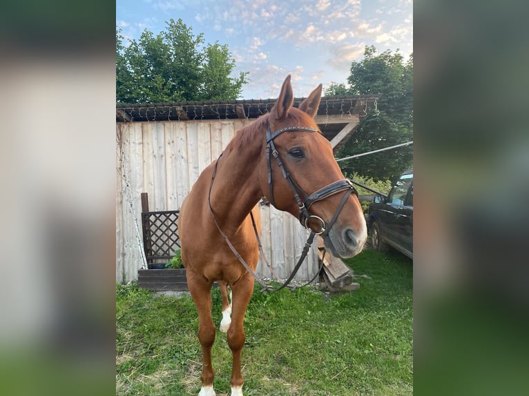 Classic Pony / Pony Classico Castrone 15 Anni 170 cm Sauro in Hollenstein