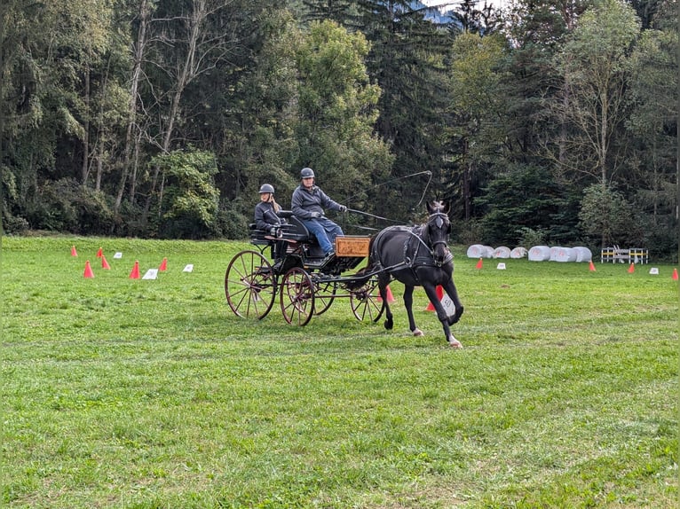 Classic Pony / Pony Classico Castrone 17 Anni 169 cm Morello in Malans GR
