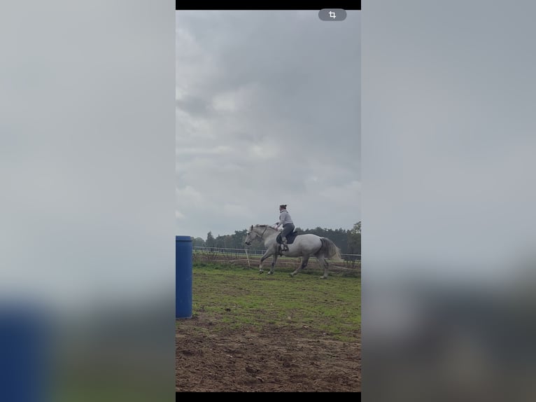 Classic Pony / Pony Classico Castrone 18 Anni 167 cm Grigio pezzato in Löningen