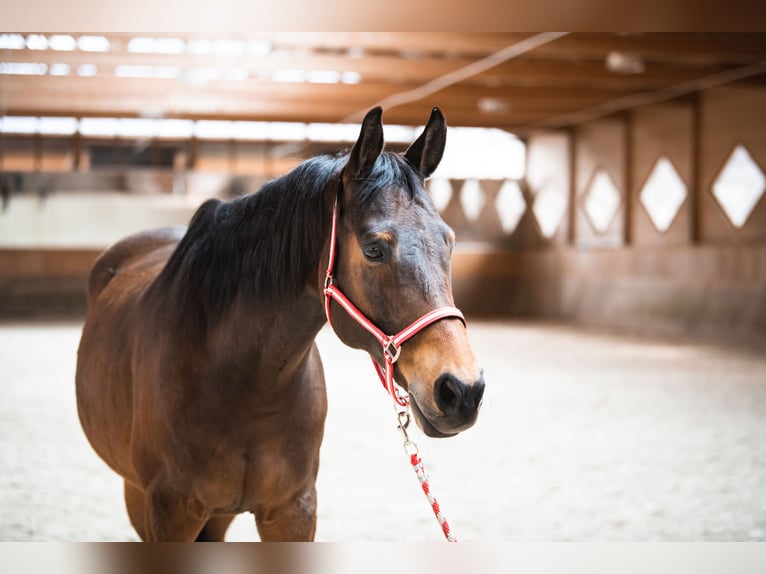 Classic Pony / Pony Classico Castrone 21 Anni 169 cm Baio scuro in Reutte