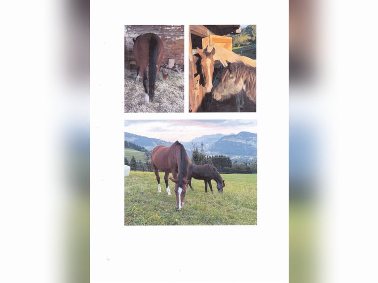 Classic Pony / Pony Classico Castrone 21 Anni 170 cm Baio in Embach