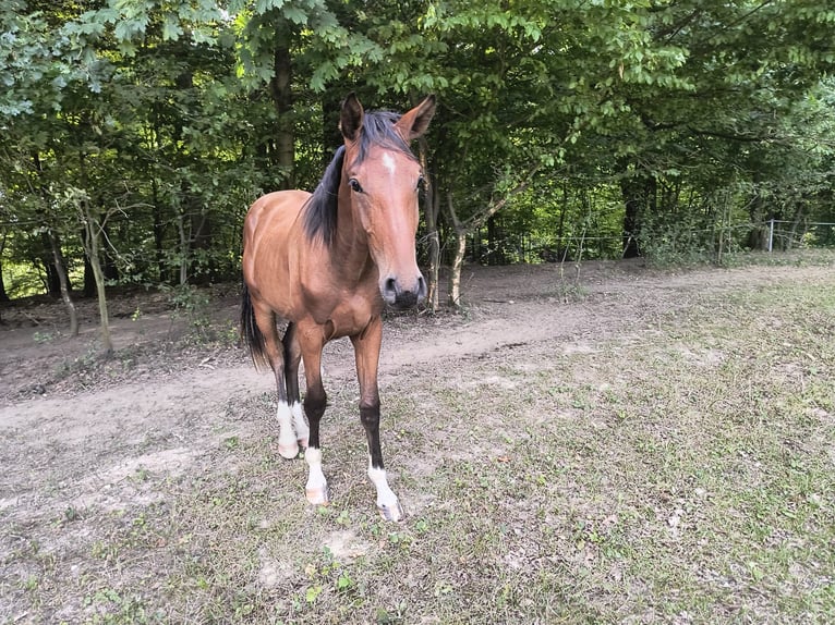 Classic Pony / Pony Classico Castrone 2 Anni 162 cm Baio ciliegia in Rychvald