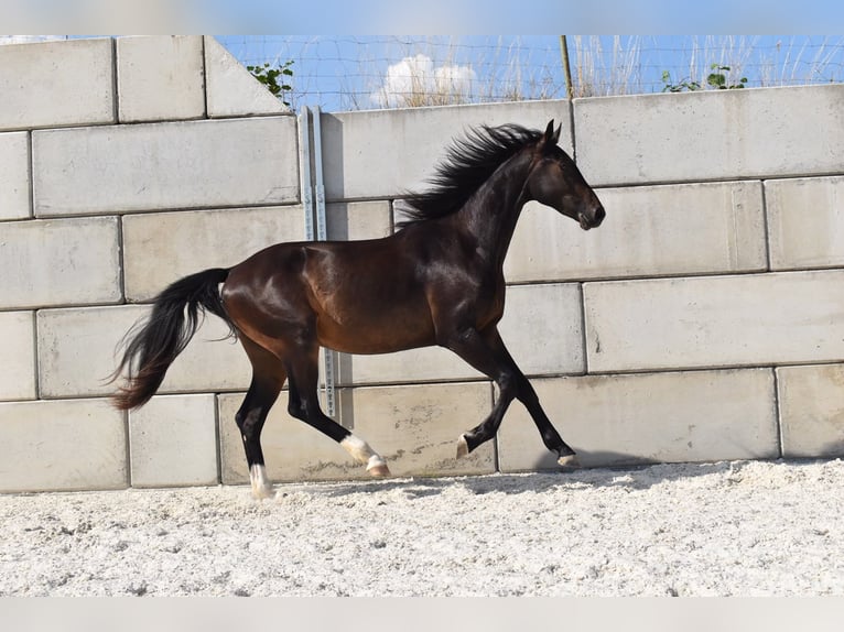 Classic Pony / Pony Classico Castrone 2 Anni 166 cm Baio nero in Stallwang