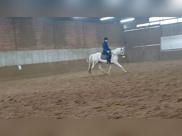 Classic Pony / Pony Classico Mix Castrone 4 Anni 155 cm Cremello in Ladendorf