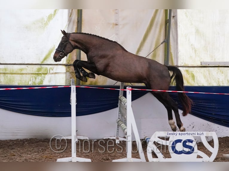 Classic Pony / Pony Classico Castrone 4 Anni 165 cm Sauro scuro in Tyn nad Vltavou
