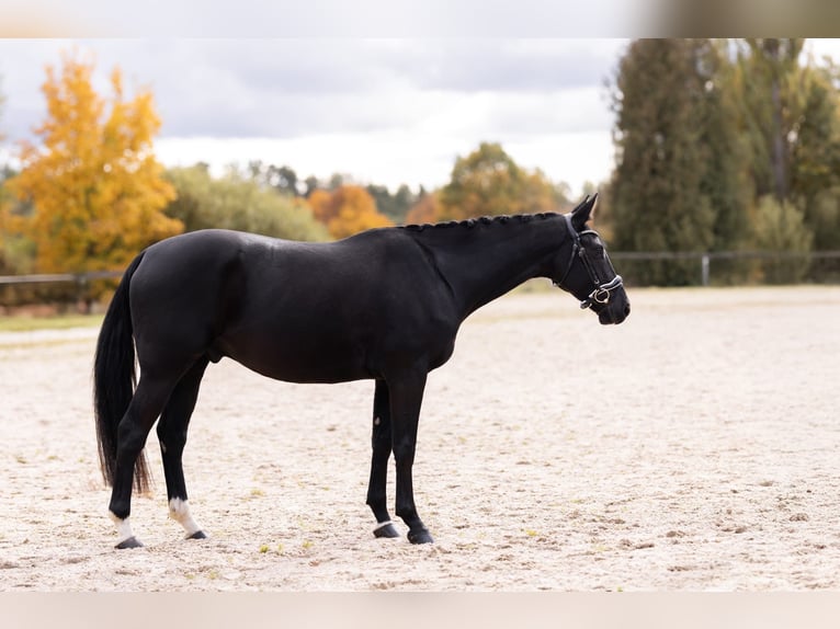 Classic Pony / Pony Classico Castrone 4 Anni 168 cm Morello in Cheb