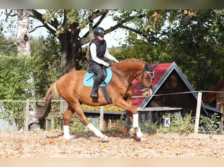 Classic Pony / Pony Classico Castrone 4 Anni 168 cm Sauro in Protivin